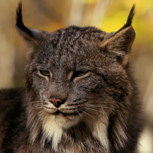 Animal Planet answer: LUCHS
