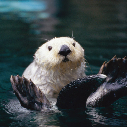 Animal Planet answer: SEEOTTER