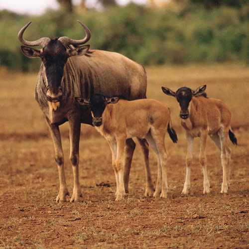 Animal Planet answer: GNU