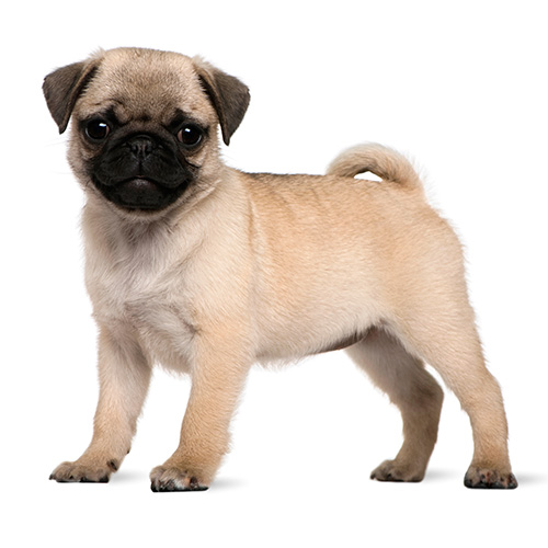 Dog Breeds answer: MOPS