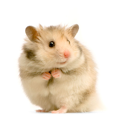 Haustiere answer: HAMSTER