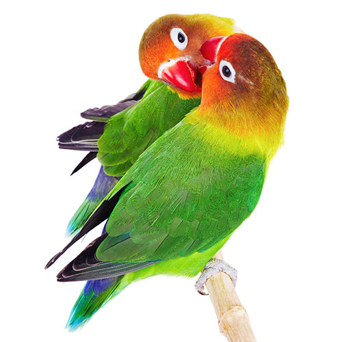 Haustiere answer: LOVEBIRDS