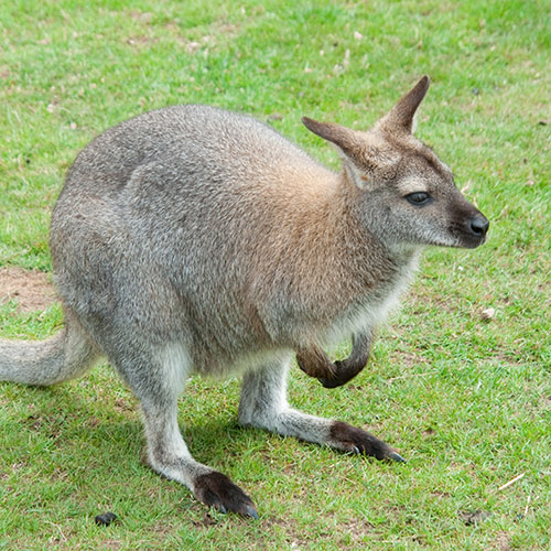 Haustiere answer: WALLABY