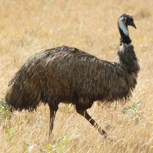 Tiere answer: EMU
