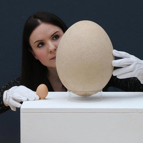 2013 Quiz answer: GIANT BIRD EGG