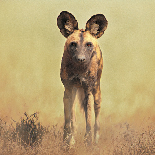 Animal Planet answer: AFRICAN WILD DOG