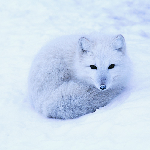 Animal Planet answer: ARCTIC FOX
