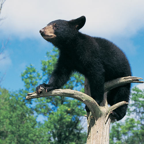 Animal Planet answer: BLACK BEAR