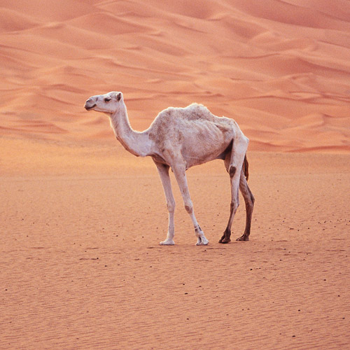 Animal Planet answer: CAMEL