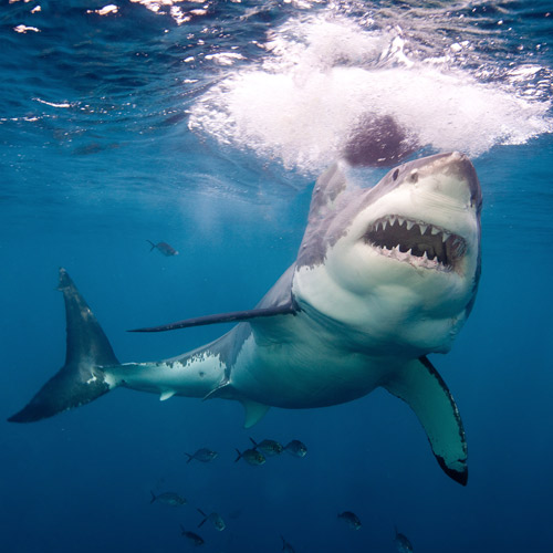 Animal Planet answer: GREAT WHITE