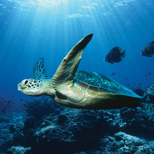 Animal Planet answer: SEA TURTLE