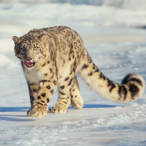 Animal Planet answer: SNOW LEOPARD