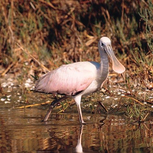 Animal Planet answer: SPOONBILL