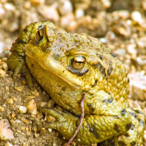 Animals answer: TOAD