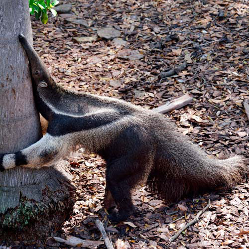 Animals answer: ANTEATER