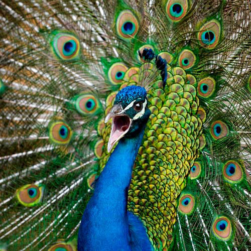 Animals answer: PEACOCK