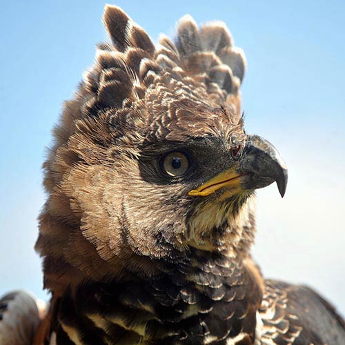 Animals answer: CROWNED EAGLE