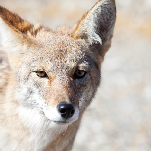 Animals answer: COYOTE