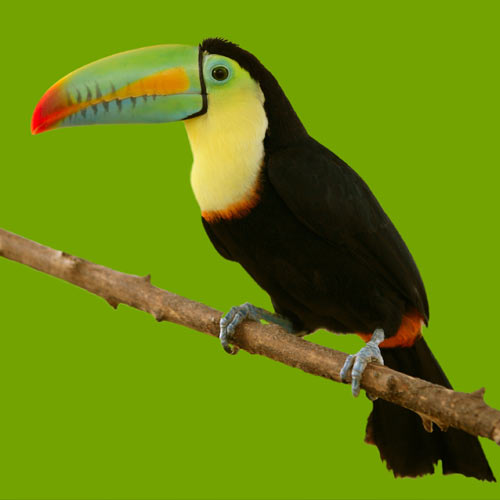 Animals answer: TOUCAN