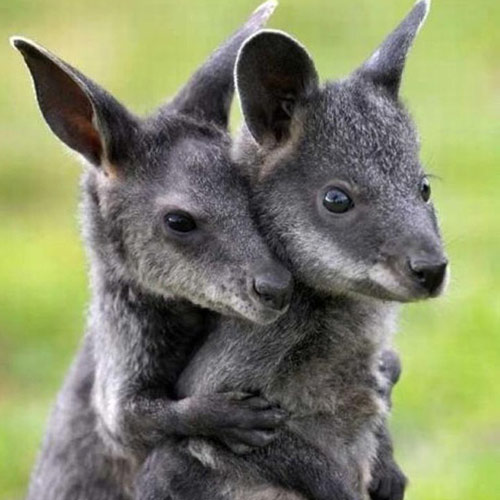 Baby Animals answer: WALLABIES