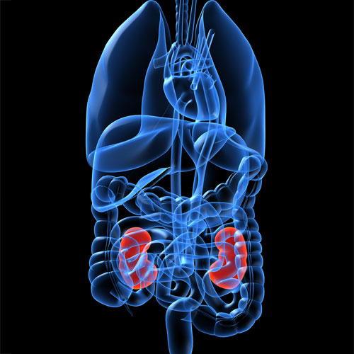 Body Parts answer: KIDNEYS