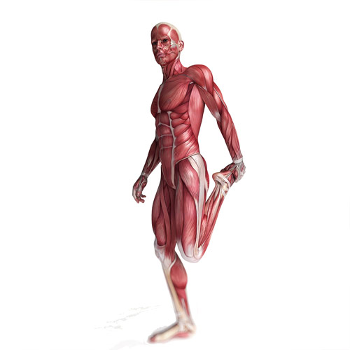 Body Parts answer: MUSCLES