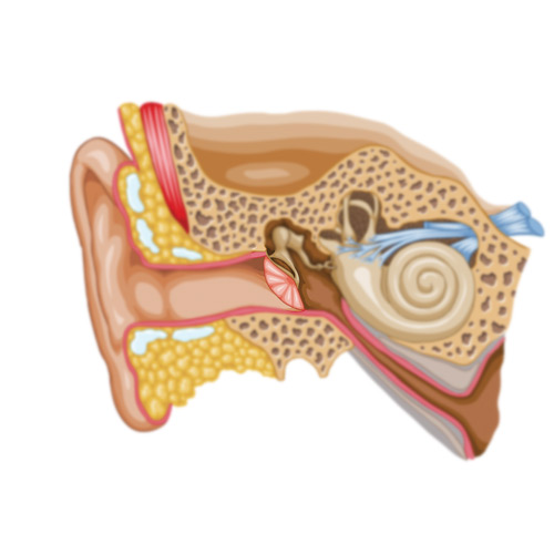Body Parts answer: EARDRUM