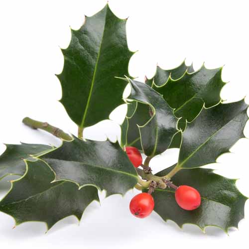 Christmas answer: HOLLY