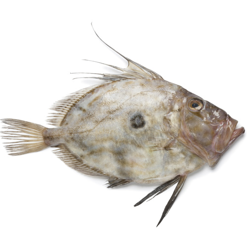 Cooking answer: JOHN DORY