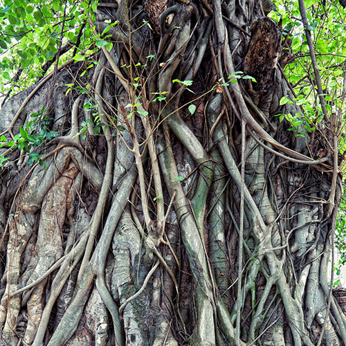 Desert Island answer: AERIAL ROOTS
