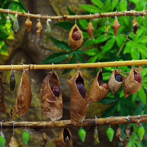 Desert Island answer: COCOONS