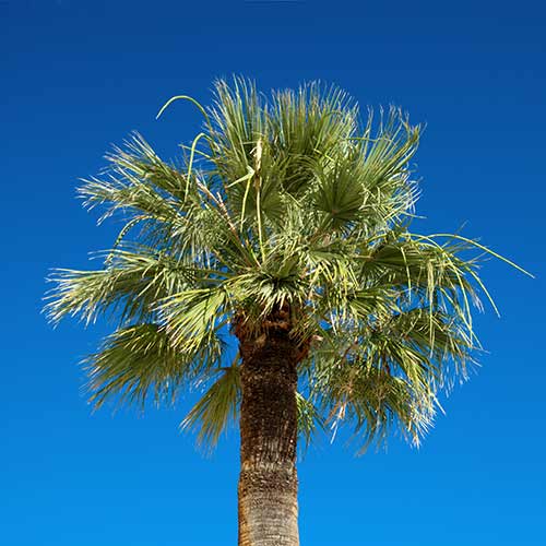 Desert Island answer: PALM TREE