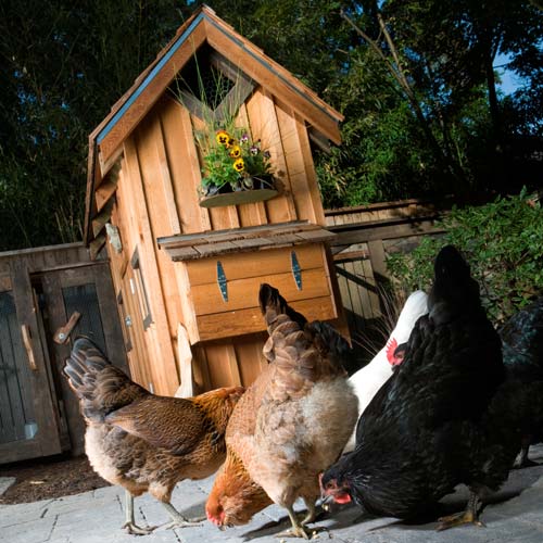 Dwellings answer: CHICKEN COOP
