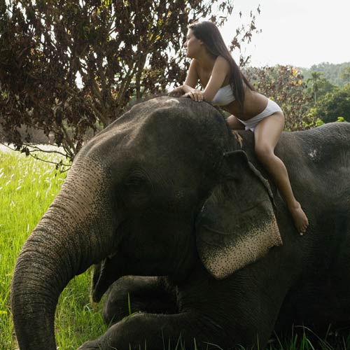 Experiences answer: RIDE AN ELEPHANT