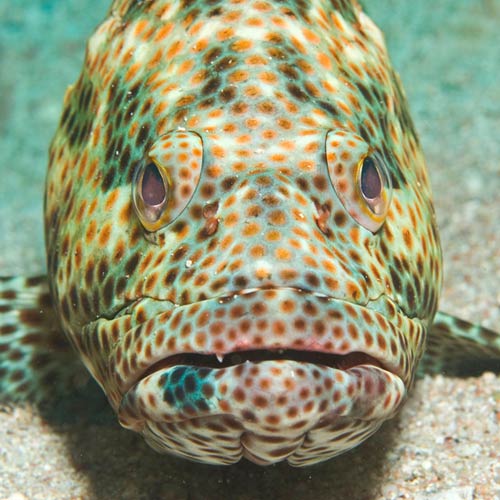 G is for... answer: GROUPER