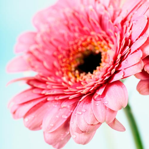 G is for... answer: GERBERA