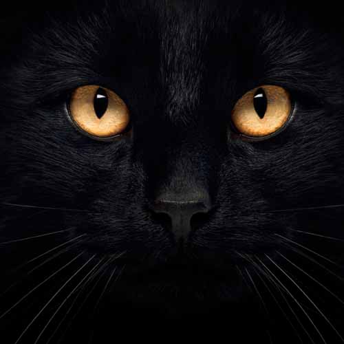 Halloween answer: BLACK CAT