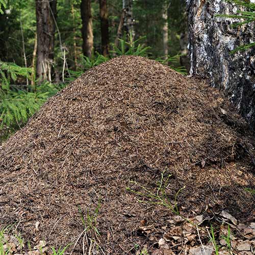 Nature answer: ANTHILL