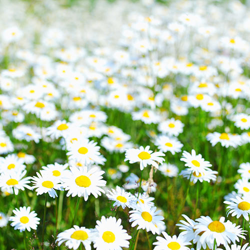 Nature answer: DAISIES