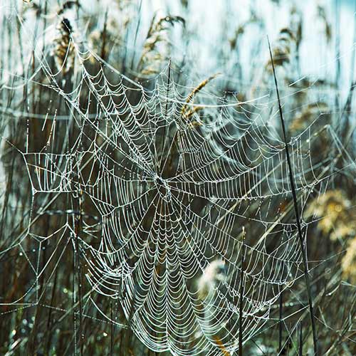 Nature answer: SPIDERS WEB