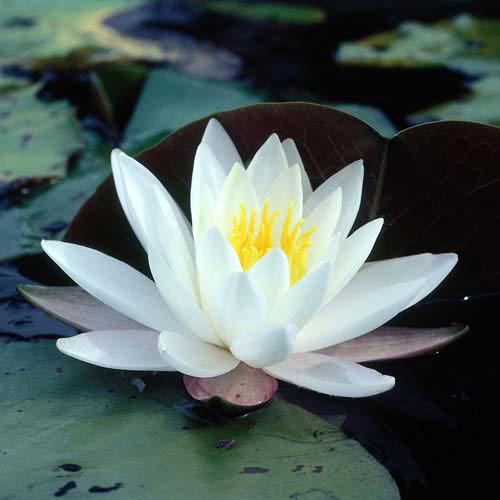 North America answer: WATER LILY