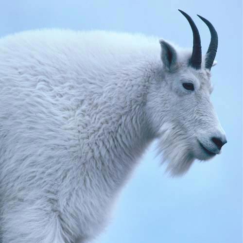 North America answer: MOUNTAIN GOAT