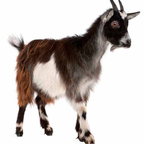 On The Farm answer: GOAT