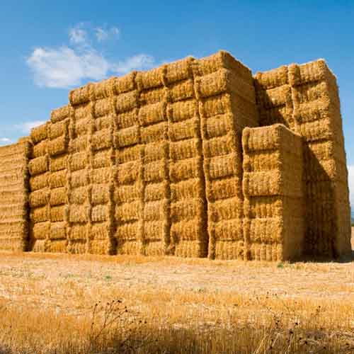 On The Farm answer: HAY STACK