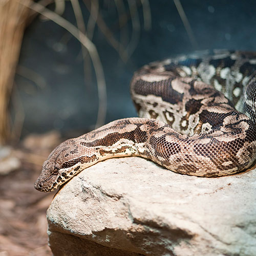 Pets answer: BOA CONSTRICTOR