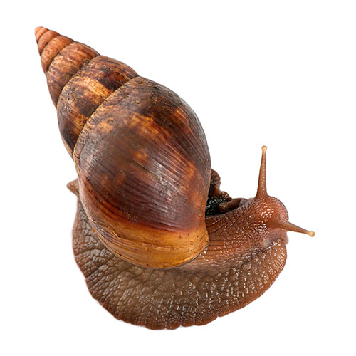 Pets answer: GIANT SNAIL