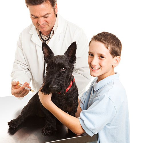 Pets answer: VACCINATION
