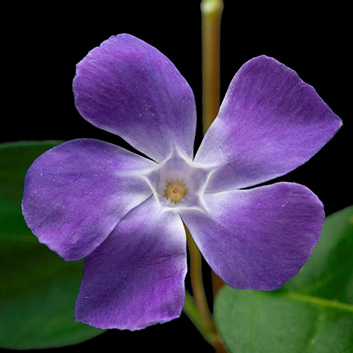 P is for... answer: PERIWINKLE