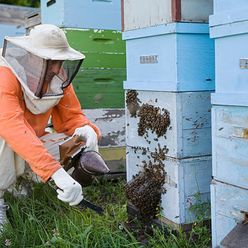 Science answer: APIARY