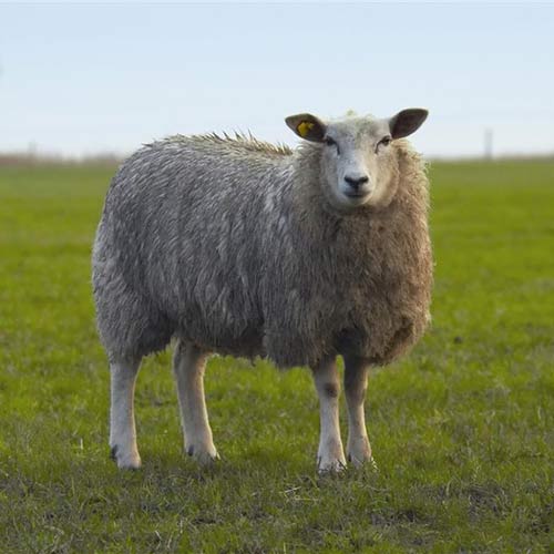 Science answer: DOLLY THE SHEEP